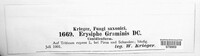 Blumeria graminis image